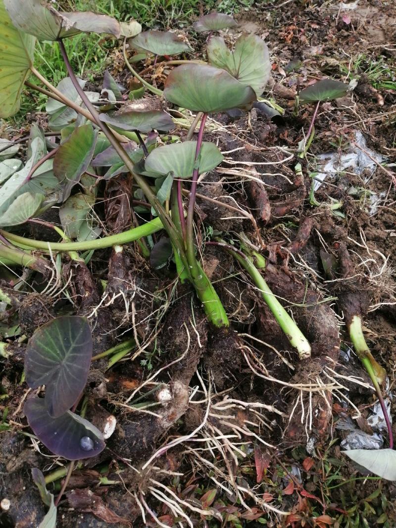 乐昌香芋种苗，健康，粗壮，根系多成活率高