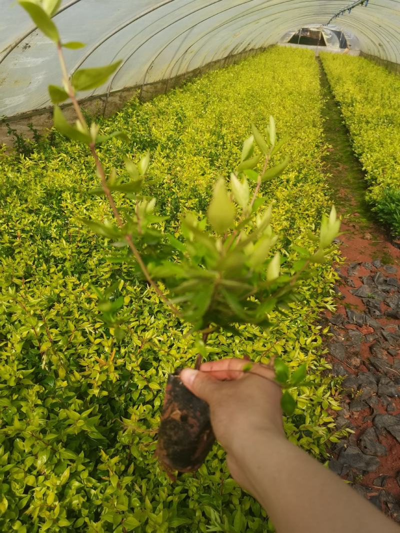 六道木，大花六道木，云南昆明大花六道木苗圃批发