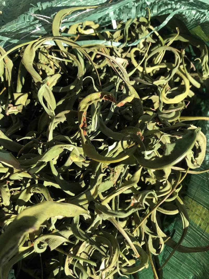 化石草大叶化石草野生肾精结石草包干货邮