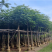 凤凰木4-50分