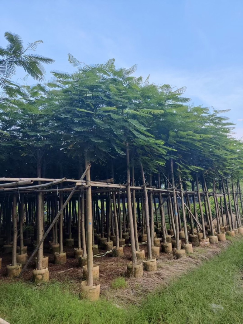凤凰木4-50分