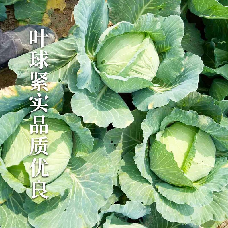 【京丰1号甘蓝】产地发货，大量供货，欢迎全国各地客商选购