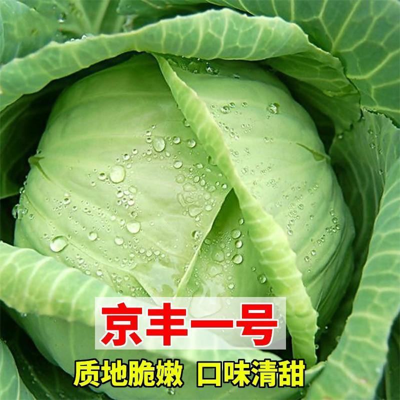 【京丰1号甘蓝】产地发货，大量供货，欢迎全国各地客商选购