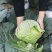 【精品泸西甘蓝】大量供货，商超品质，颜色翠绿，质量过硬！