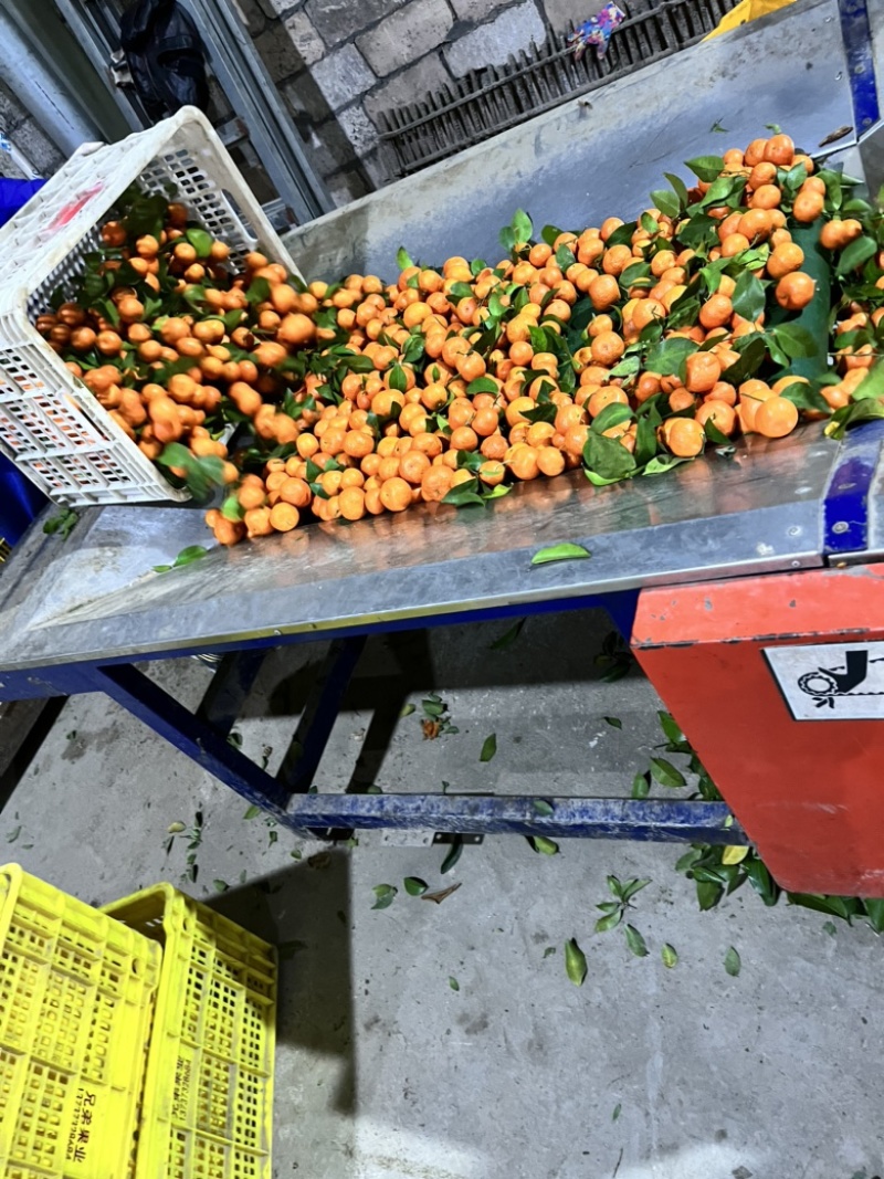 荔浦砂糖橘