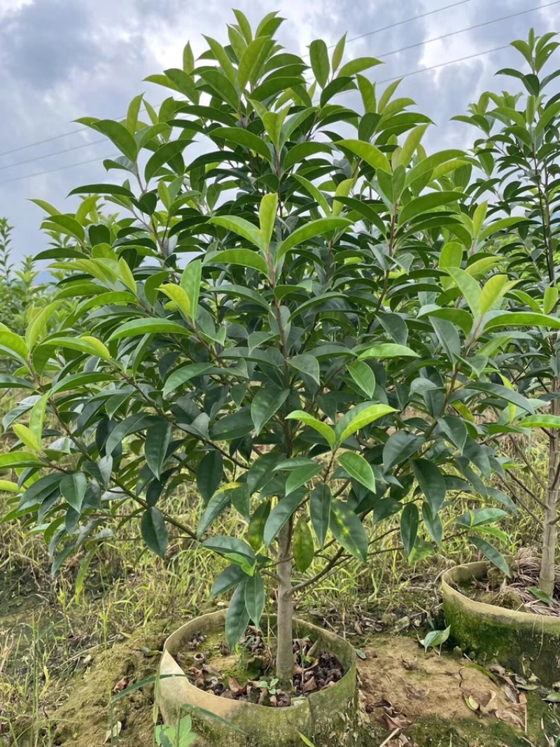 铁冬青，红果冬青，万紫千红