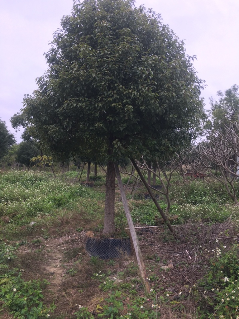 香樟树，全冠假植苗17至22分径
