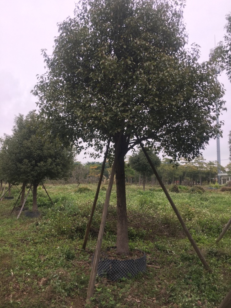 香樟树，全冠假植苗17至22分径