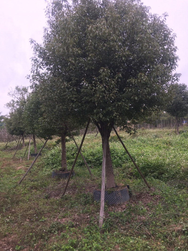 香樟树，全冠假植苗17至22分径