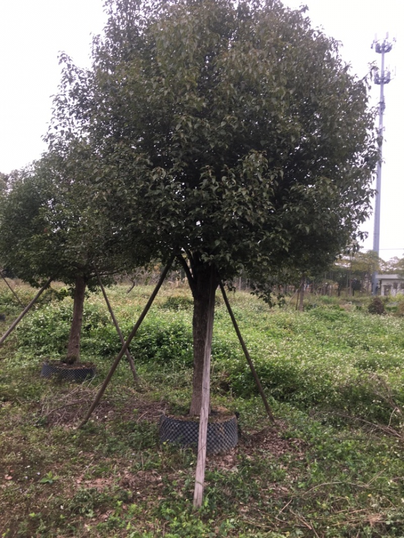 香樟树，全冠假植苗17至22分径