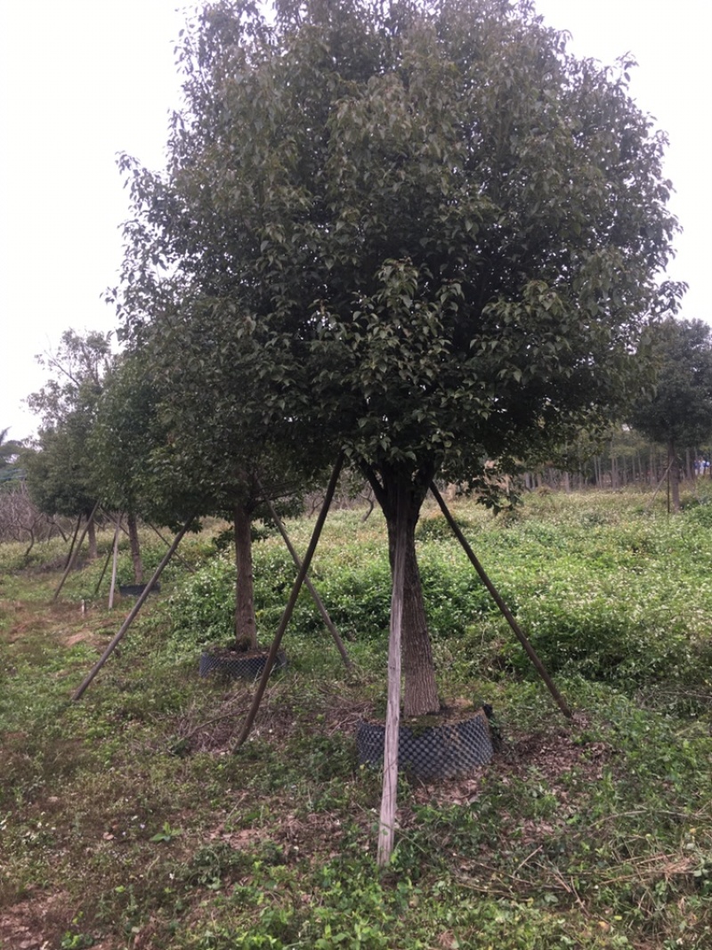 香樟树，全冠假植苗17至22分径