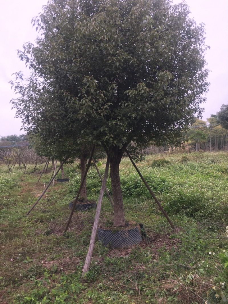 香樟树，全冠假植苗17至22分径