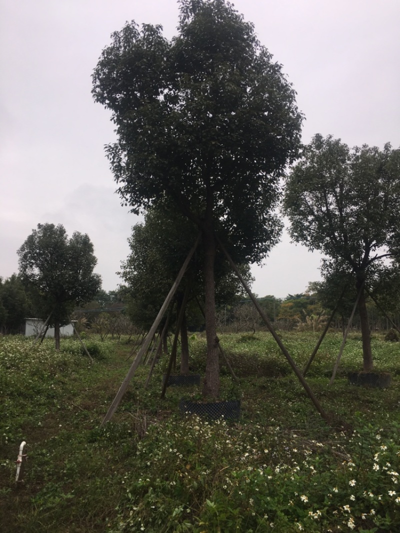 香樟树，全冠假植苗17至22分径
