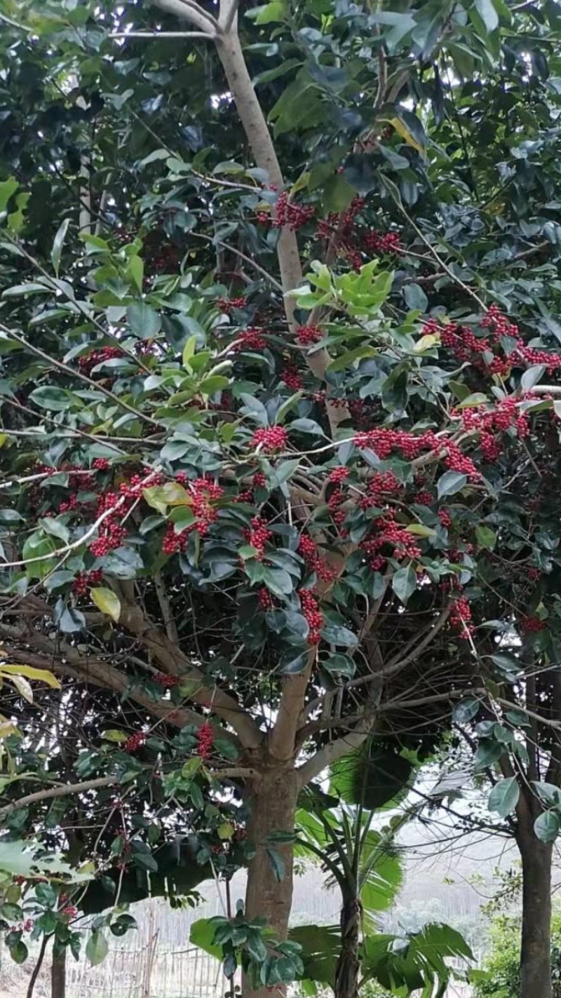 铁冬青，万紫千红，红果冬青，