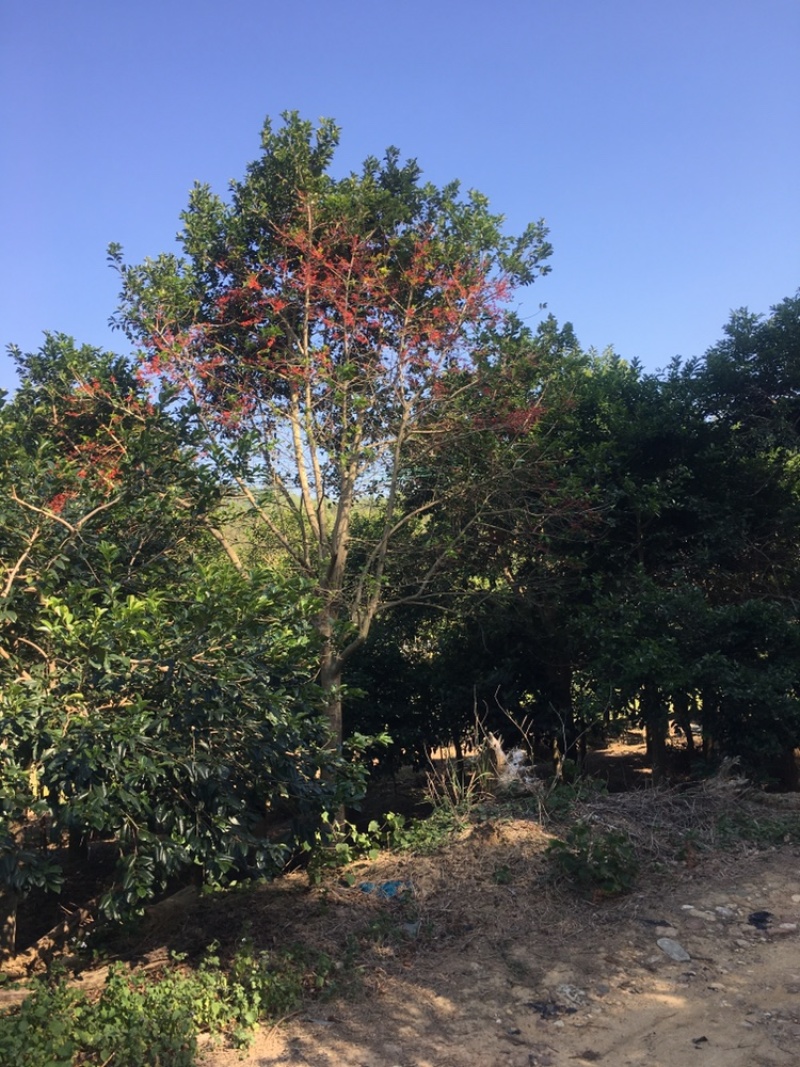 铁冬青，万紫千红，红果冬青，