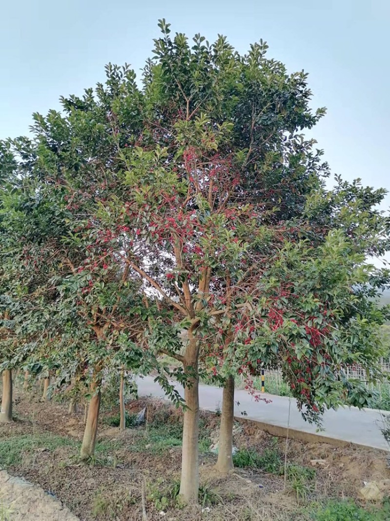 铁冬青，万紫千红，红果冬青，