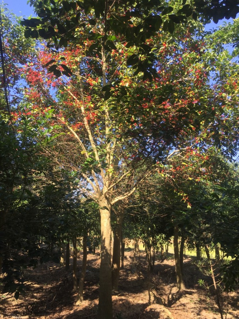 铁冬青，万紫千红，红果冬青，