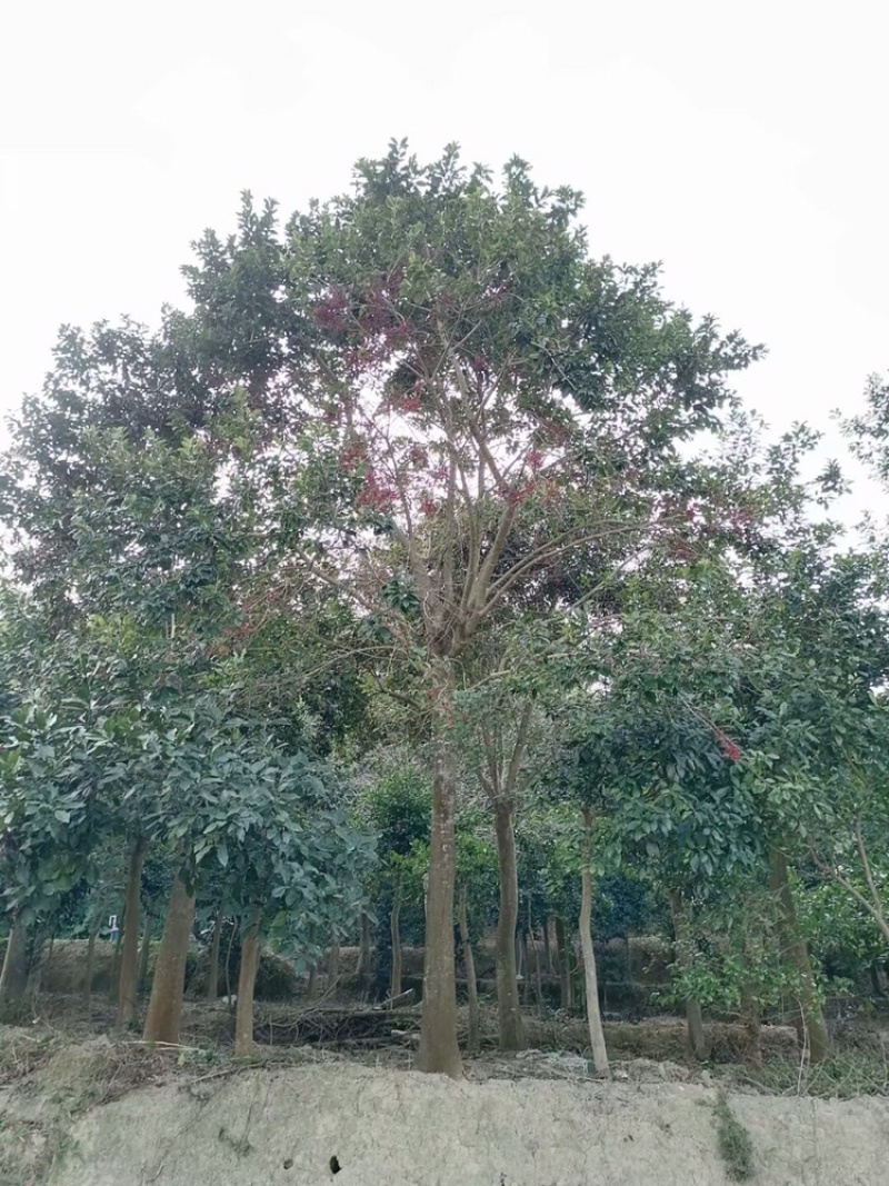 铁冬青，万紫千红，红果冬青，