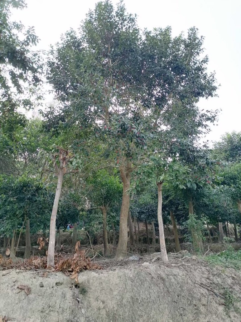 铁冬青，万紫千红，红果冬青，