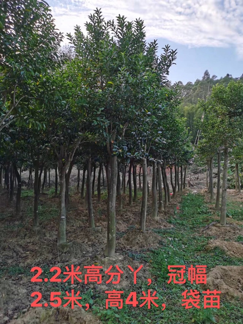 铁冬青，红果冬青，5至15分径袋苗