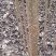 【力荐】107杨树苗速生杨基地现挖现装车走货方便