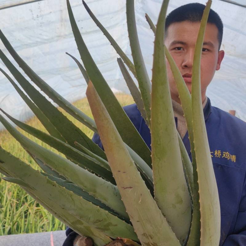 美国库拉索芦荟美容院芦荟灌肤专用盆栽食用新鲜芦荟植物吸