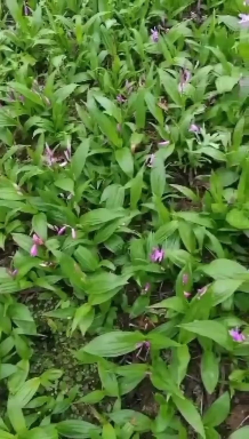 大颗粒苗五百万株以上三分五，纯紫花大宽叶白芨直播苗