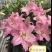 百合花B级明星浪漫，精品盆栽基地直发，一箱24盆