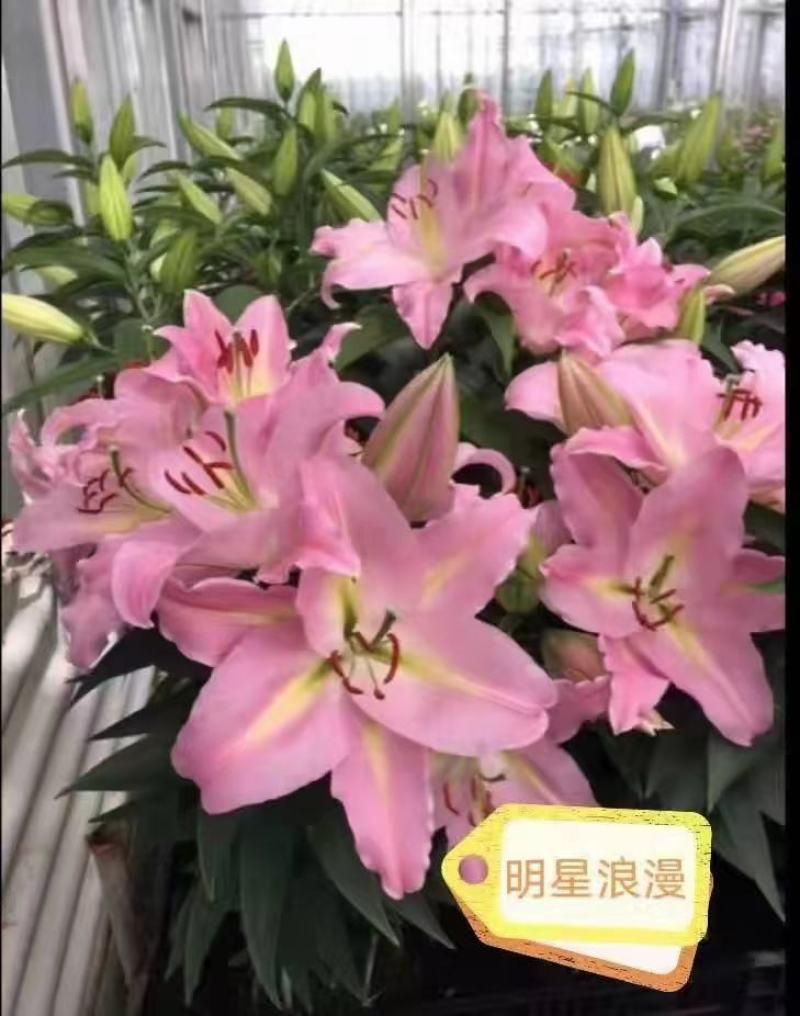 百合花B级明星浪漫，精品盆栽基地直发，一箱24盆