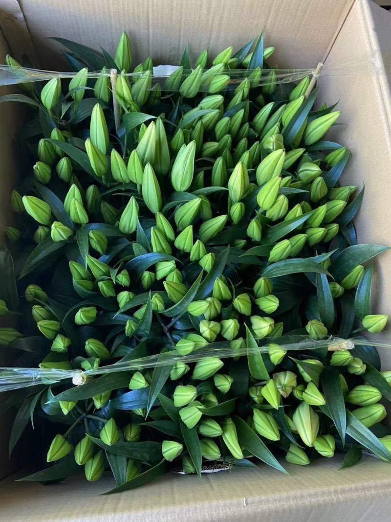 百合花B级明星浪漫，精品盆栽基地直发，一箱24盆