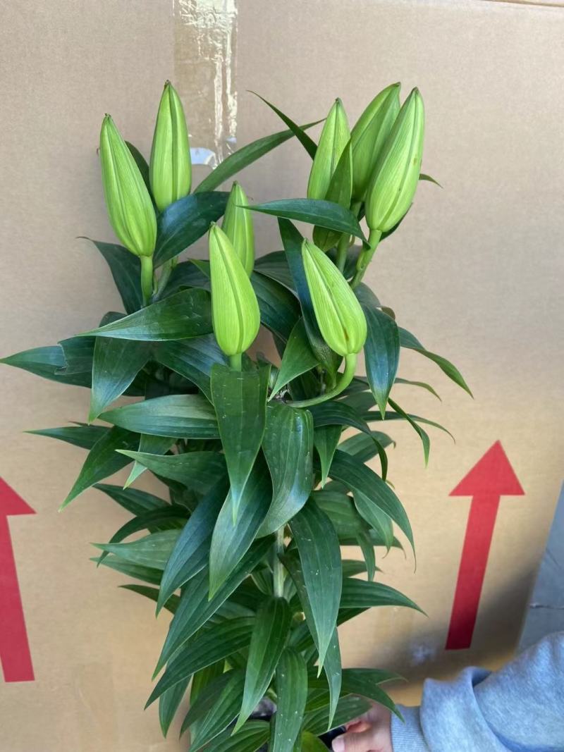百合花B级明星浪漫，精品盆栽基地直发，一箱24盆