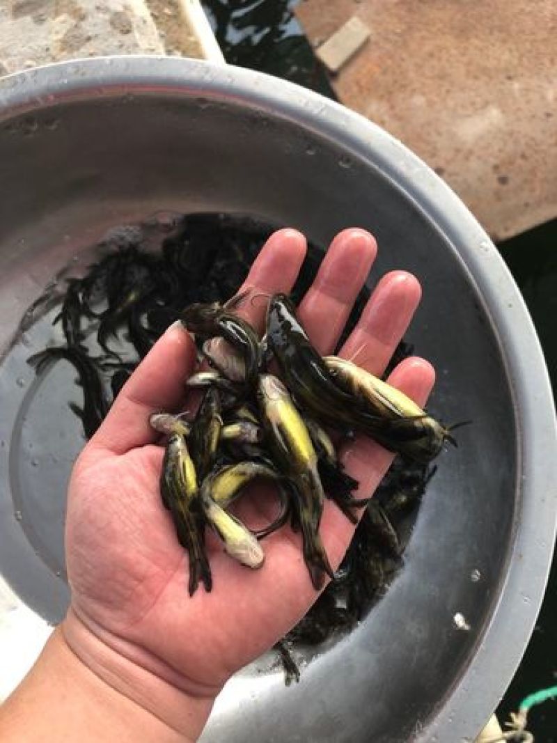 黄辣丁鱼苗，规格齐全，量大从优支持云贵川陕甘