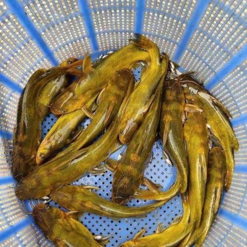 黄辣丁鱼苗，规格齐全，量大从优支持云贵川陕甘
