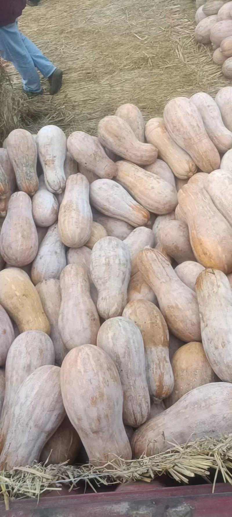 云南新鲜南瓜