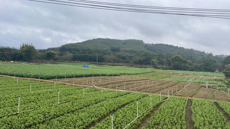 枸杞子小尖椒田间生长实景