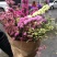 云南鲜花干花称斤卖