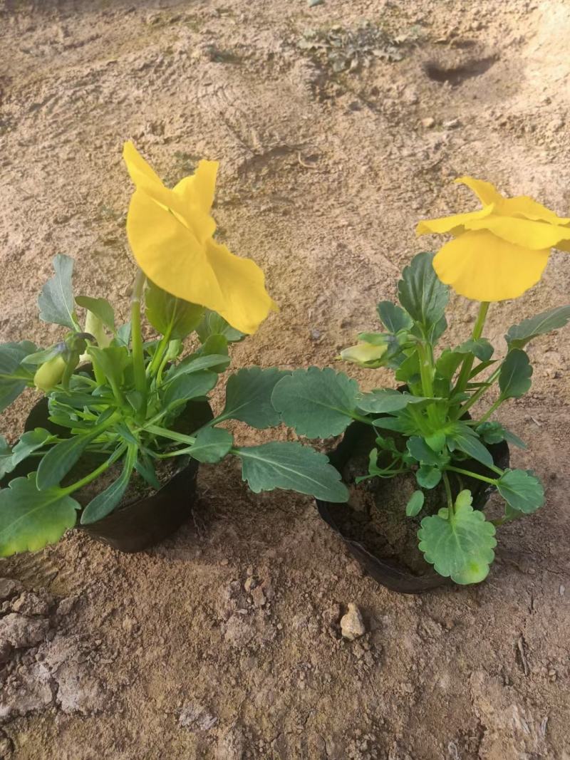 三色堇三色堇种苗多色三色堇杯苗三色堇花海