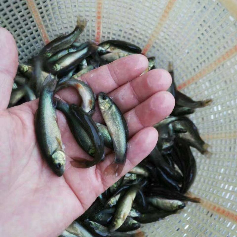 翘壳鱼苗规格齐全量大从优基地直供支持云贵川陕甘