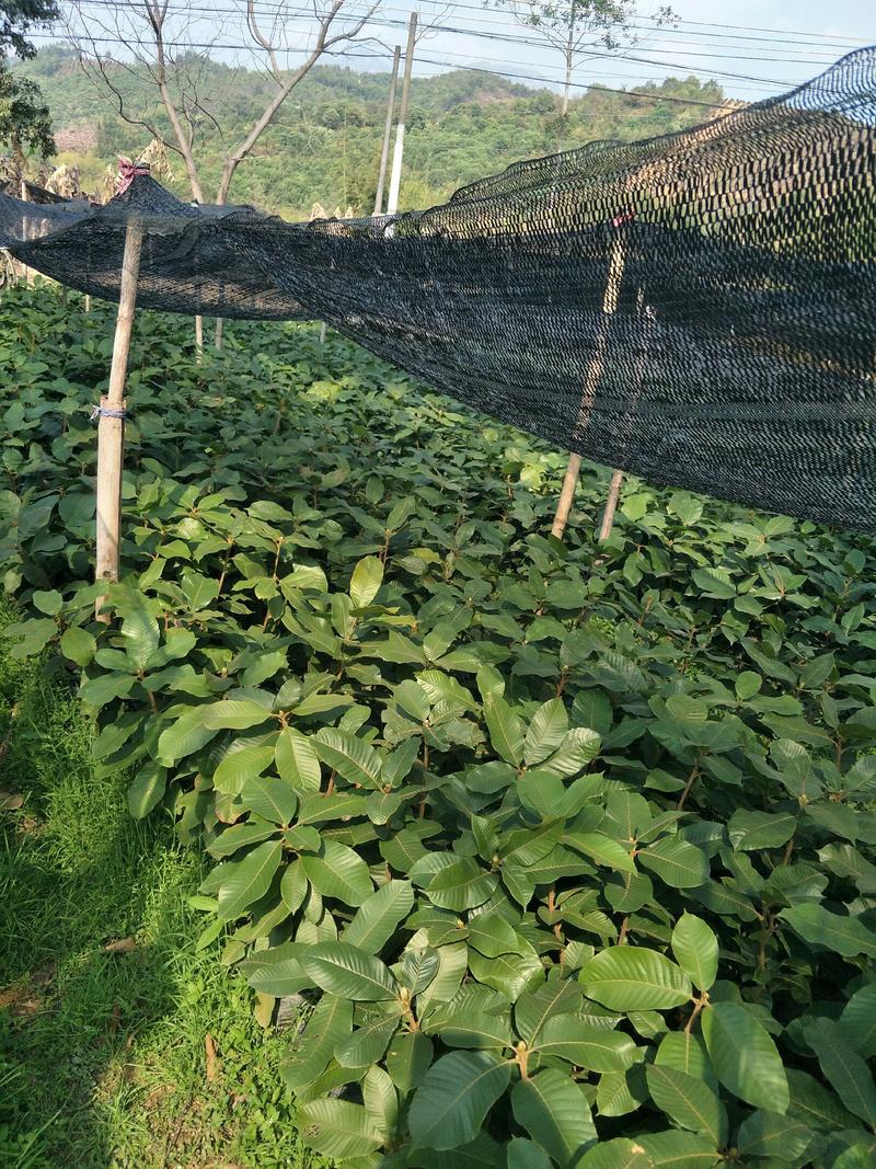 不出根，不伤根适合全年种植的大叶风流果苗，带营养杯泥发货