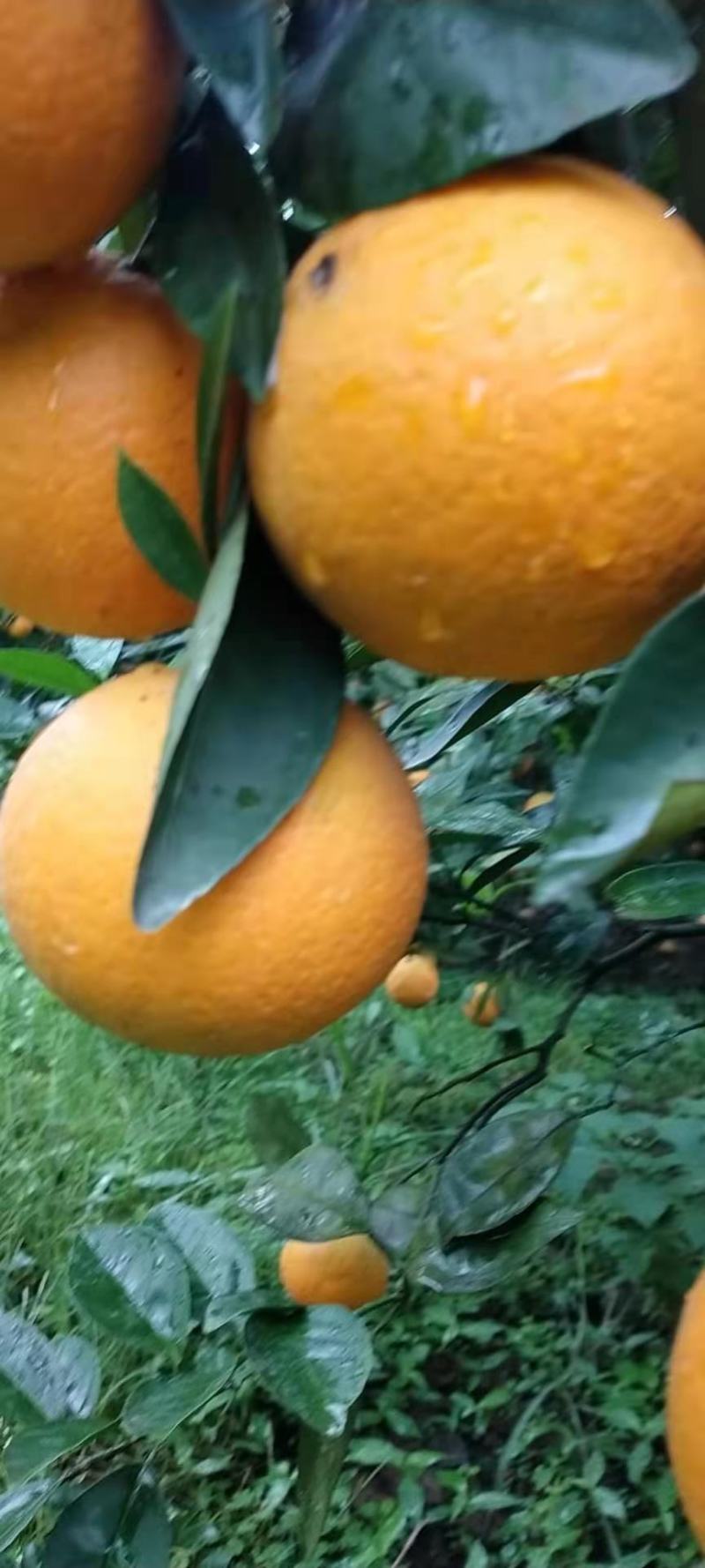 广西阳朔新鲜应季水果，夏橙，颜色红靓，皮细个头均匀