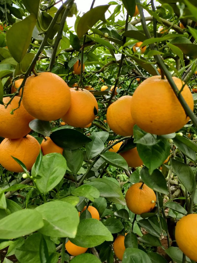 广西阳朔新鲜应季水果，夏橙颜色红靓，皮细个头均匀