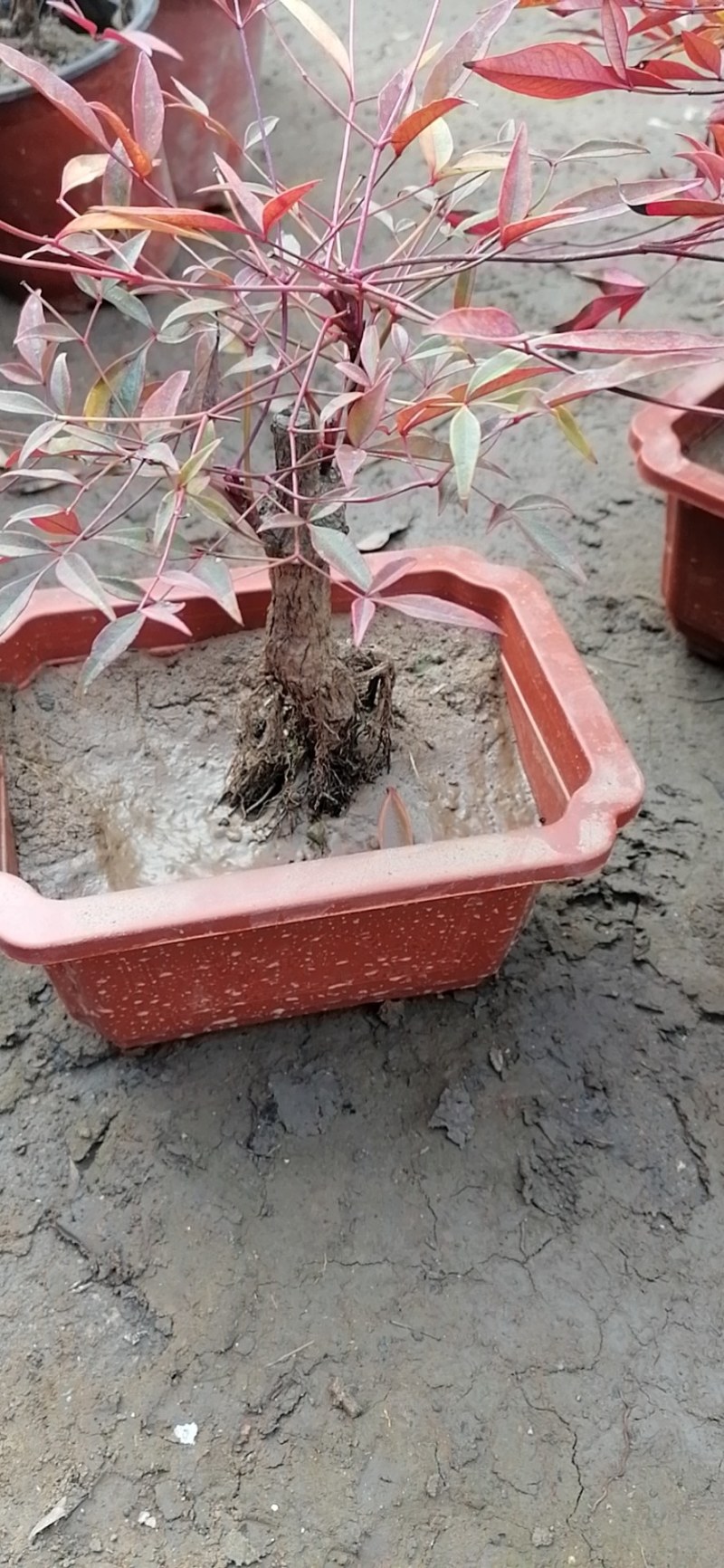 南天竹南天竹大小全有绿化苗木，欢迎订购
