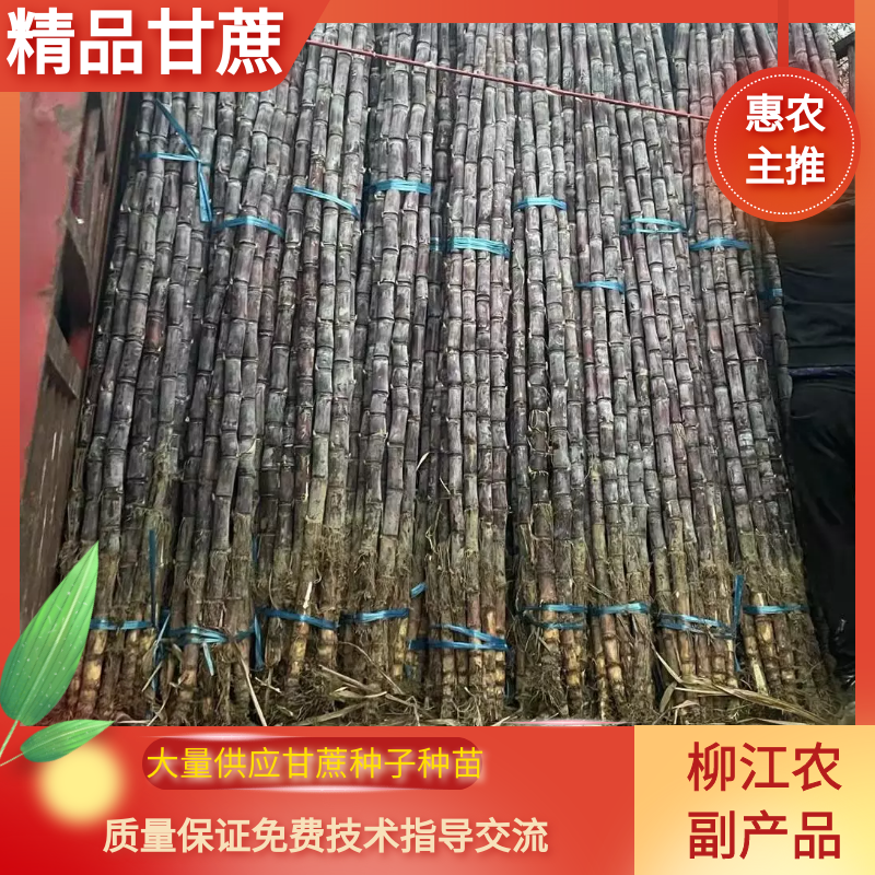 黑皮甘蔗种苗，黄皮甘蔗种苗，免费技术指导交流