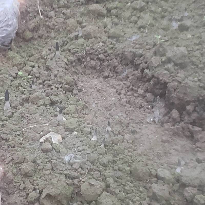 羊肚菌，欢迎采购