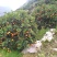 广西阳朔新鲜应季水果，夏橙，颜色红靓，个头均匀