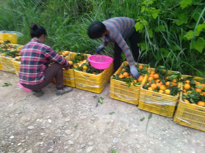 广西阳朔新鲜应季水果，夏橙，颜色红靓，个头均匀