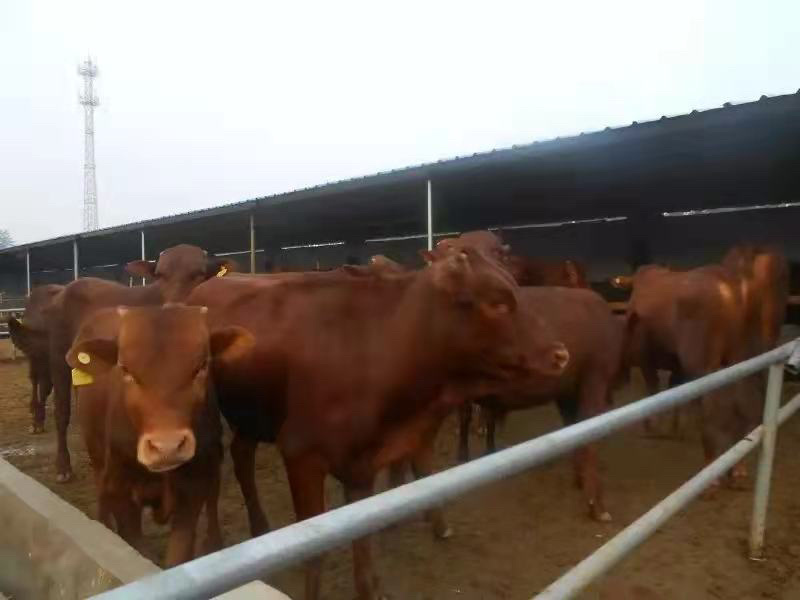 鲁西黄牛宰杀肉牛按斤过磅欢迎来选购优质牛犊
