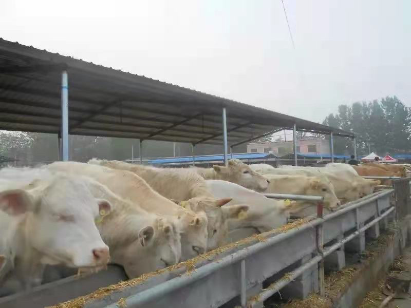 鲁西黄牛宰杀肉牛按斤过磅欢迎来选购优质牛犊