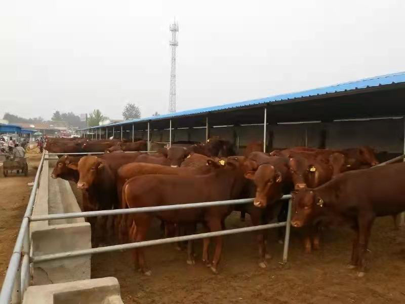 鲁西黄牛宰杀肉牛按斤过磅欢迎来选购优质牛犊
