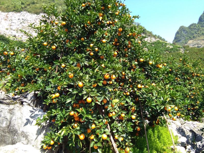 广西阳朔新鲜应季水果，夏橙颜色红靓，皮细个头均匀